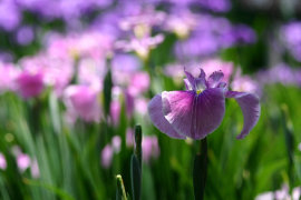 こいのぼりを飾り、柏餅を食べ、菖蒲湯（しょうぶゆ）につかる