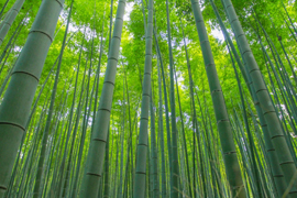 竹の現状